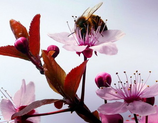 Як не зашкодити бджолам обробітком під час цвітіння саду
